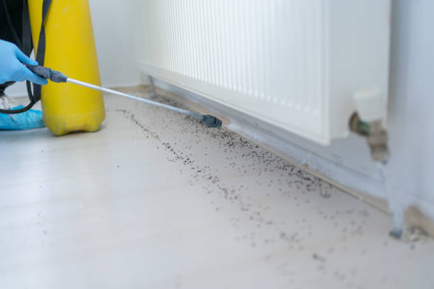 Best Flea Control Services  in Whitney, SC